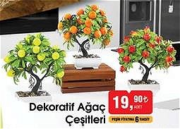 Dekoratif Ağaç Çeşitleri image