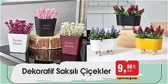 Dekoratif Saksılı Çiçekler/Adet image