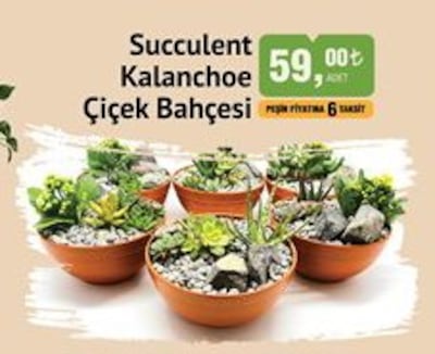 Succulent Kalanchoe Çiçek Bahçesi image