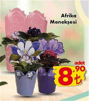 Afrika Menekşesi image