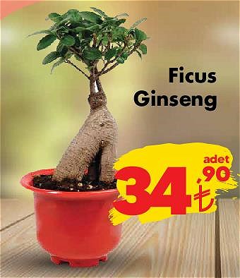 Ficus Ginseng image