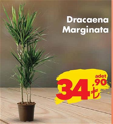 Dracaena Marginata image