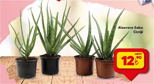 Aloevera Saksı Çiçeği image