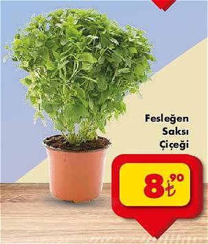 Fesleğen Saksı Çiçeği image