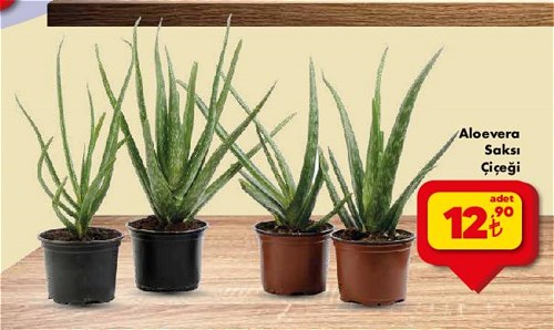 Aloevera Saksı Çiçeği image