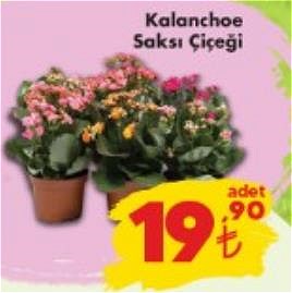 Kalanchoe Saksı Çiçeği image
