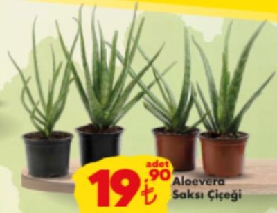 Aloevera Saksı Çiçeği image