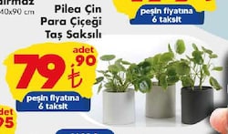 Pilea Çin Para Çiçeği Taş Saksılı image