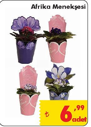 Afrika Menekşesi image