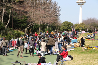 航空公園のトチノキ Tokophoto