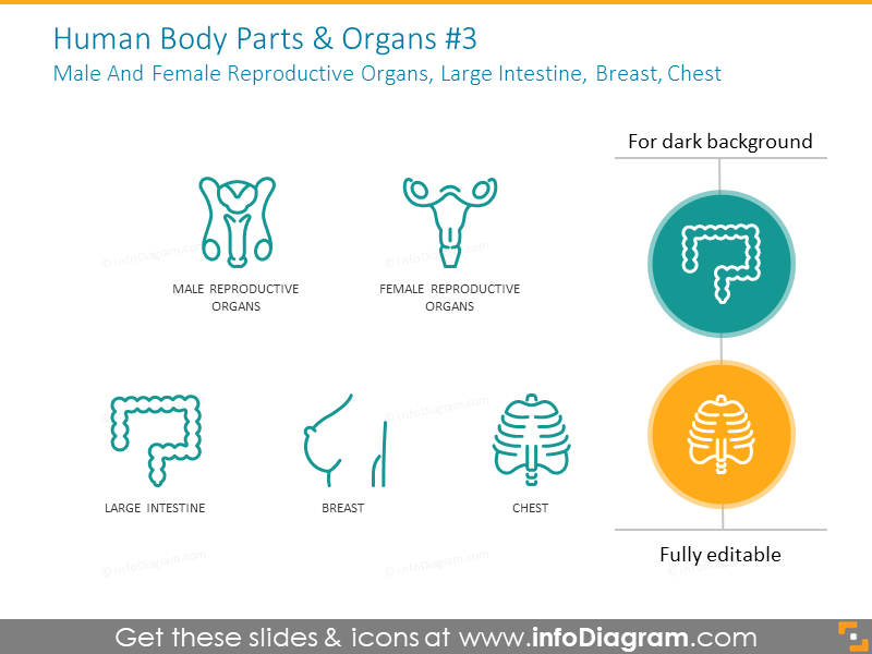 Download Male And Female Reproductive Organs Large Intestine Breast Chest