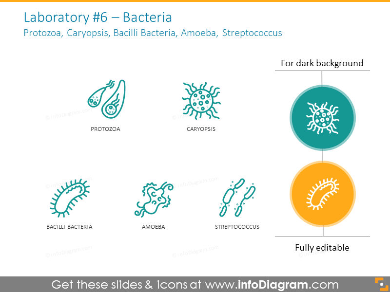 Bacteria, Protozoa, Caryopsis, Bacilli Bacteria, Amoeba, Streptococcus