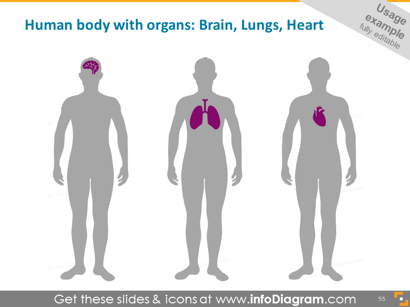 Download Organs Brain Lungs Heart