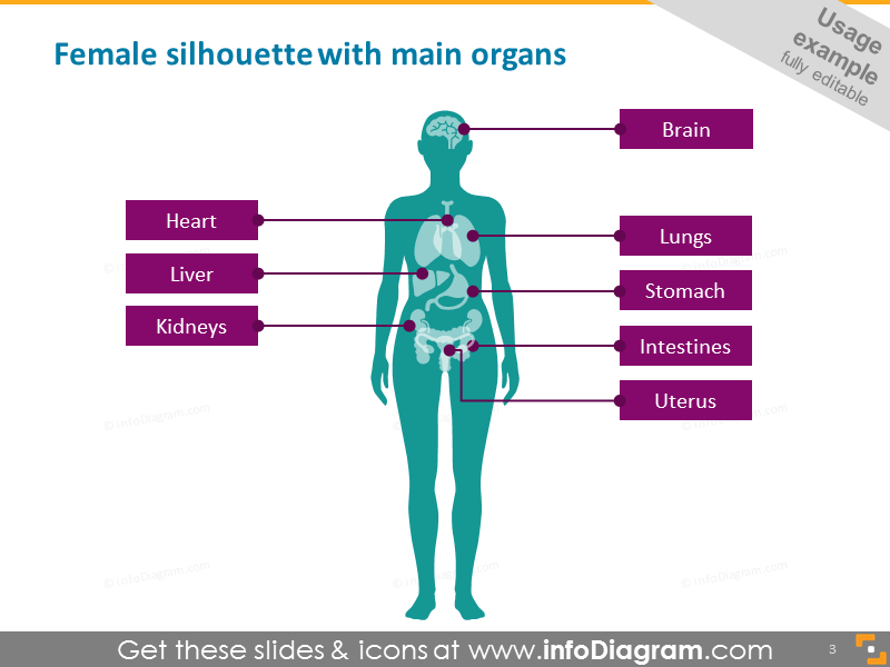 human body parts female