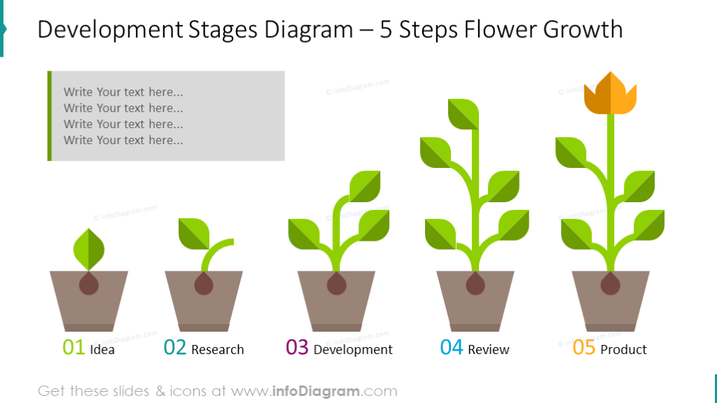 Development Stages Diagram Slide