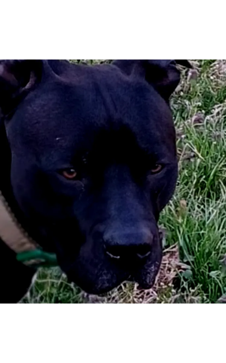 Dog Training For Beginners