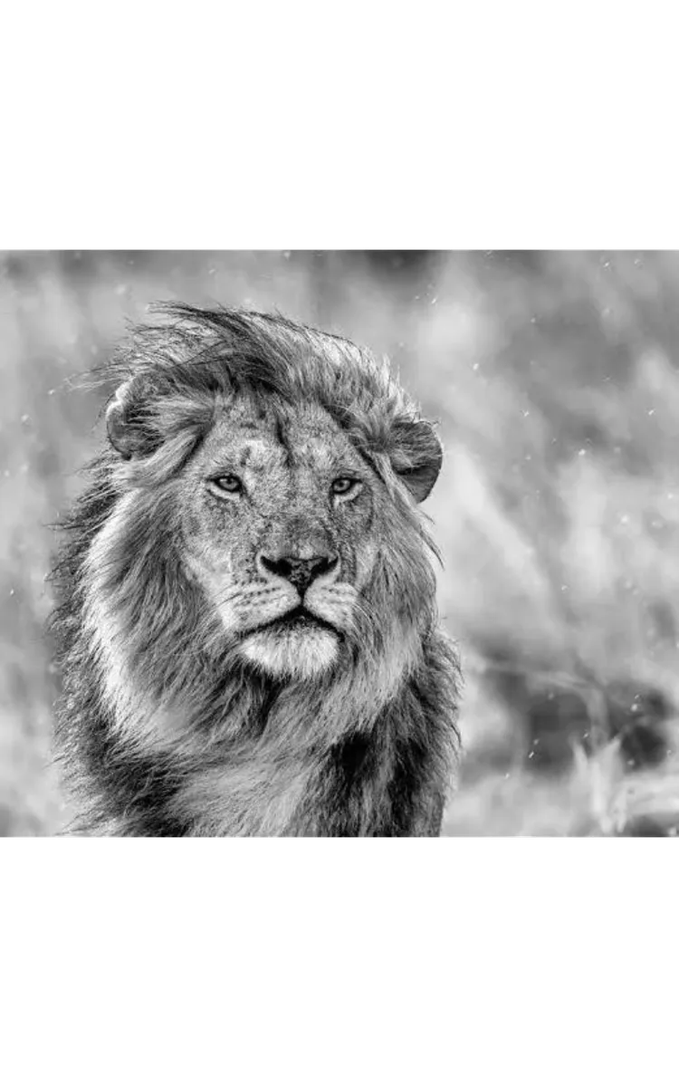The Lion Who Became King