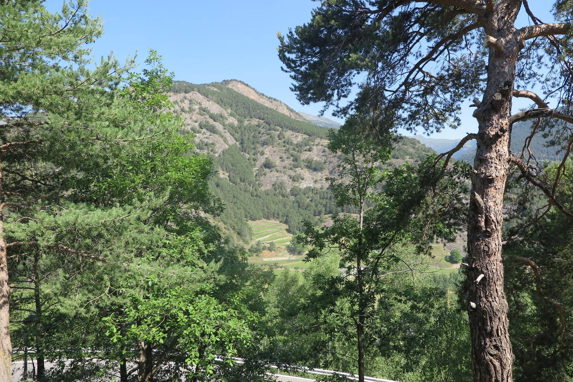 Buy Standard in Ordino