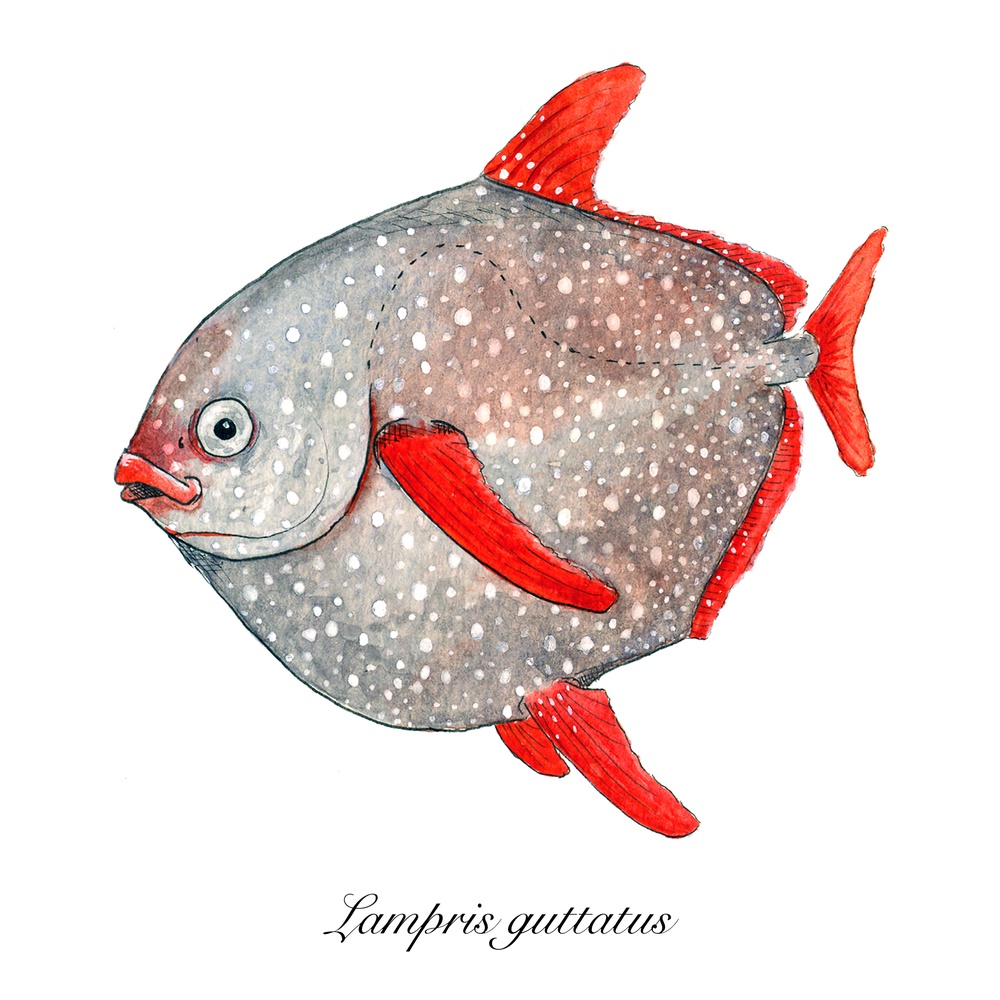 Lampris guttatus - Opah (Moonfish), an art print by Rene Martin - INPRNT