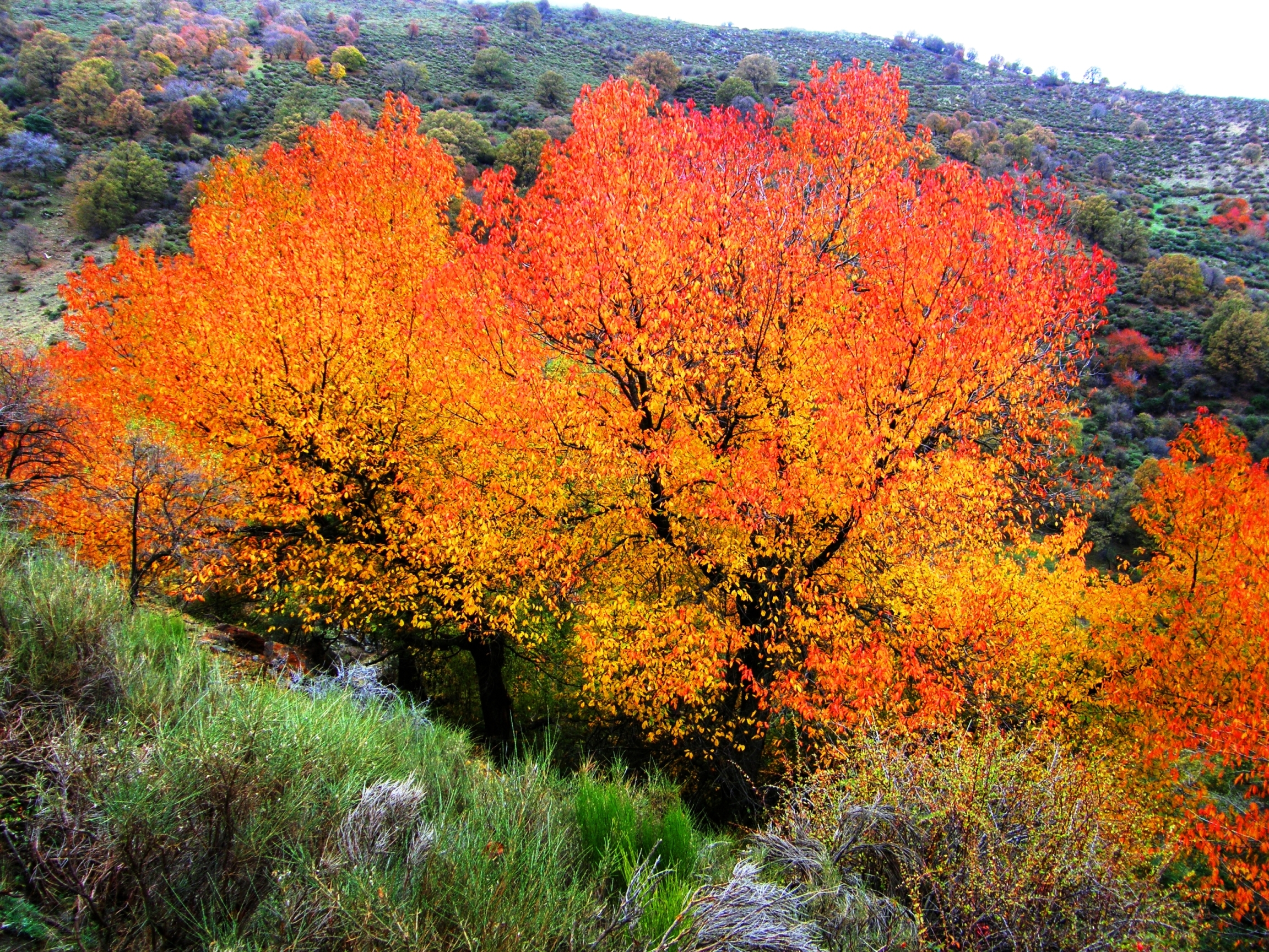 Página de inscripción, consigue tu inscripción para REGULACIÓN DE ACCESOS CAMARATE 2018 PARQUE NACIONAL DE SIERRA NEVADA