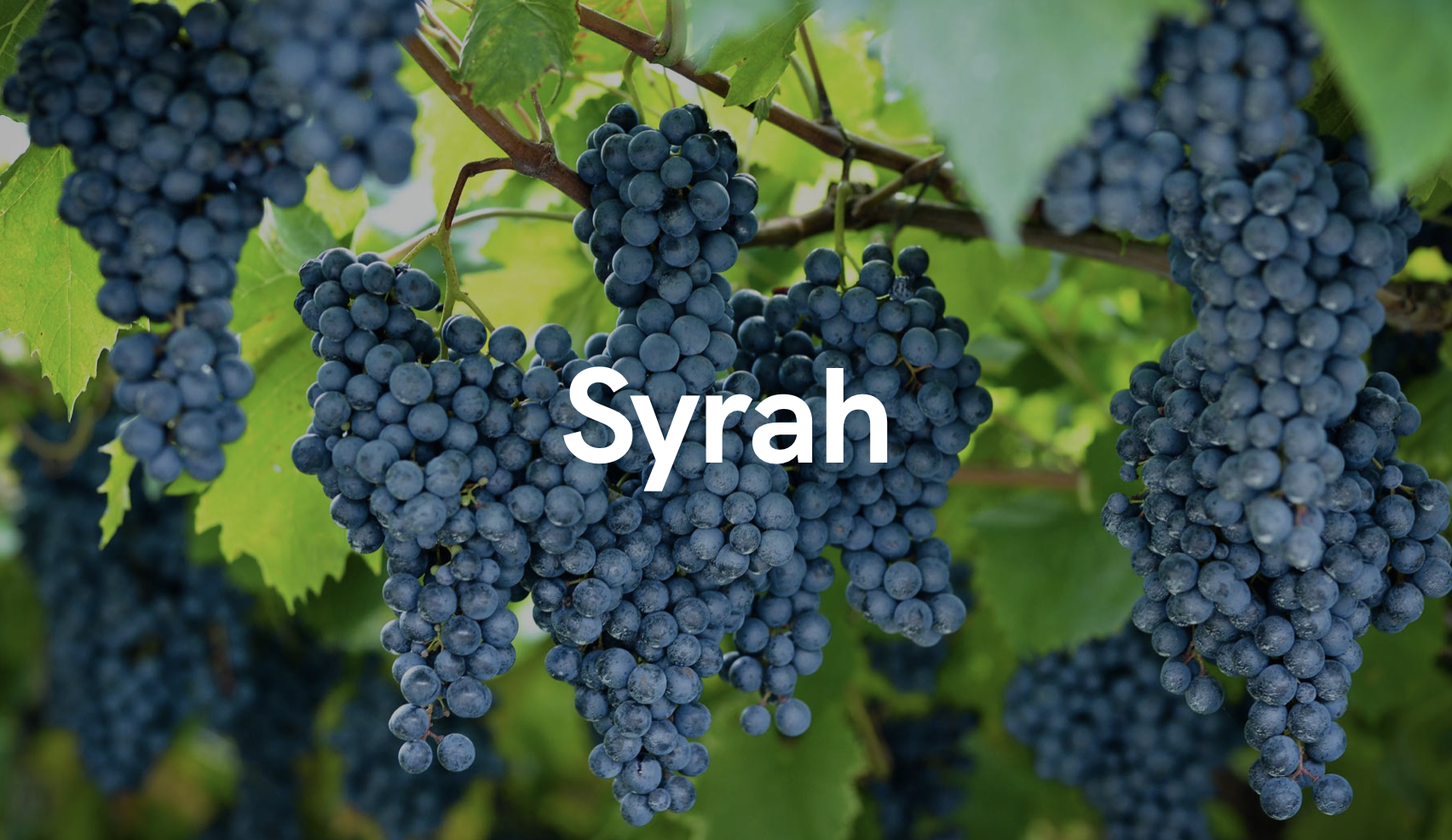 SYRAH