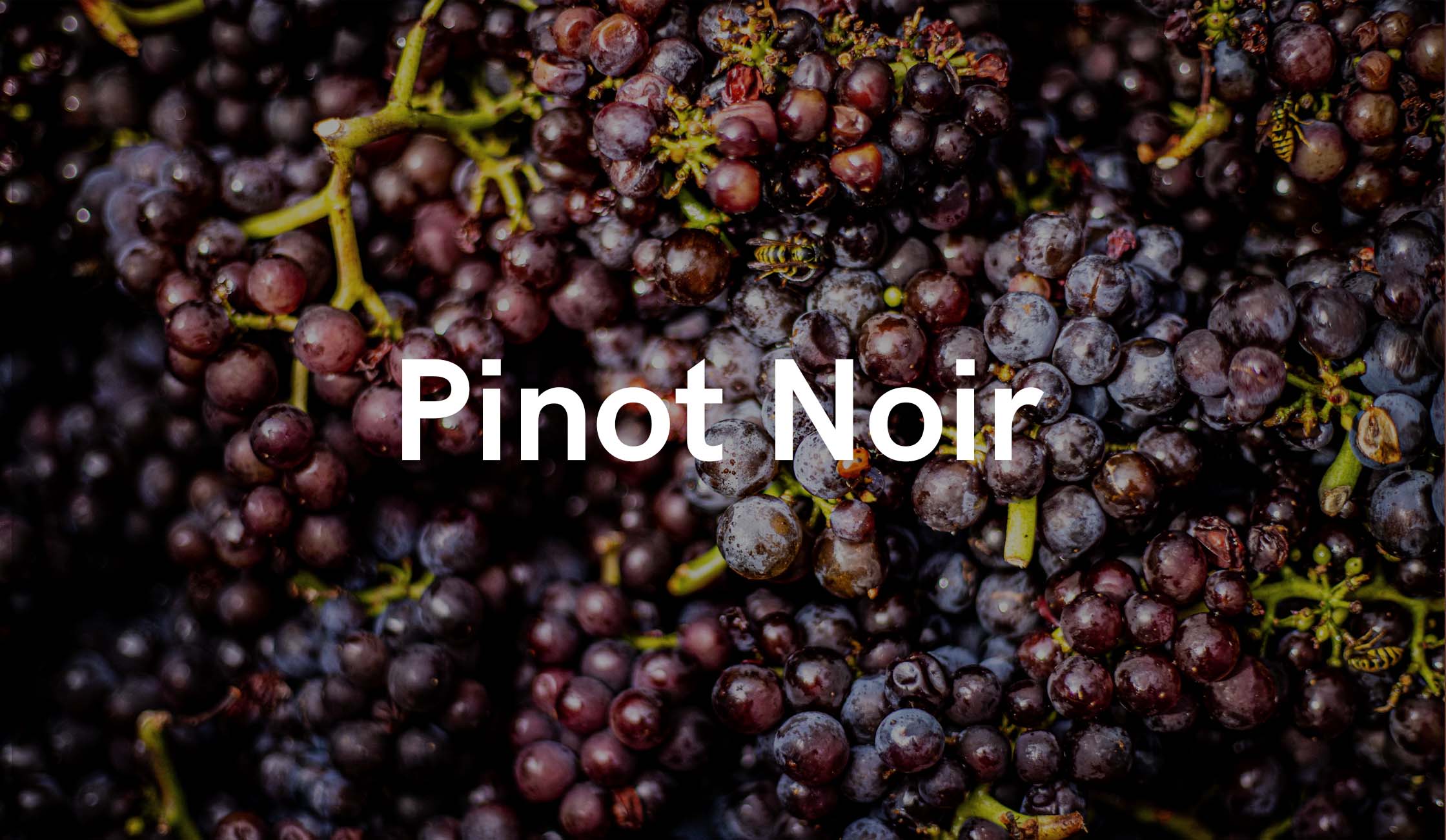 LA PINOT NOIR