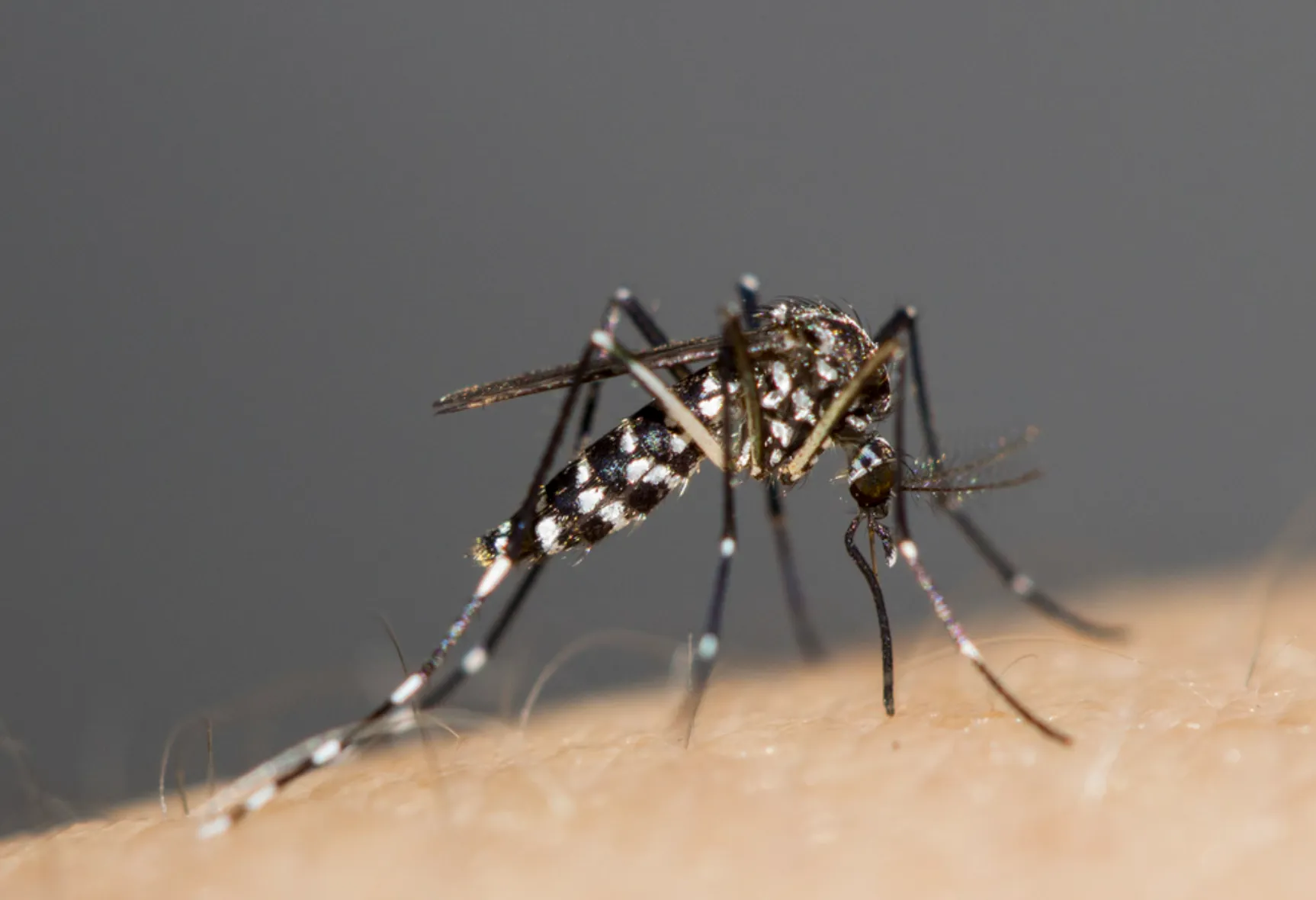 Aedes ਮੱਛਰ