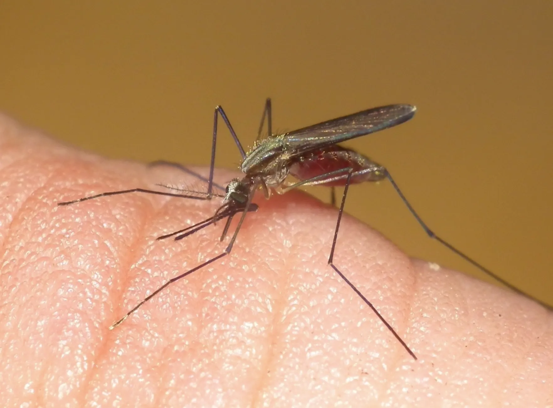 Anopheles ਮੱਛਰ