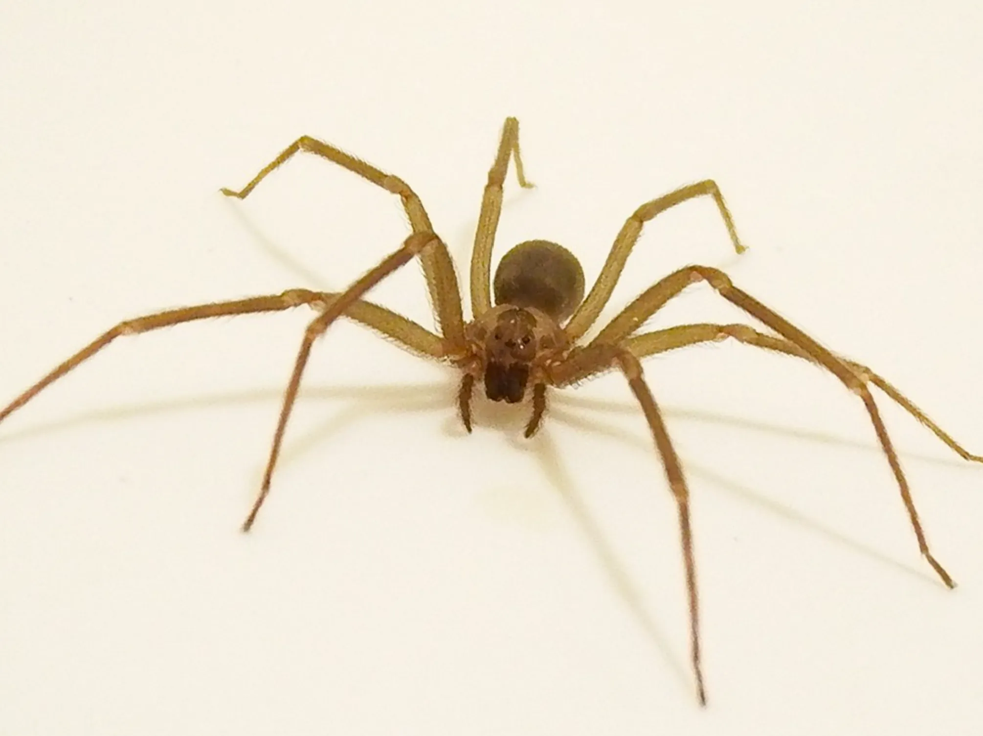 Braune Einsiedlerspinne