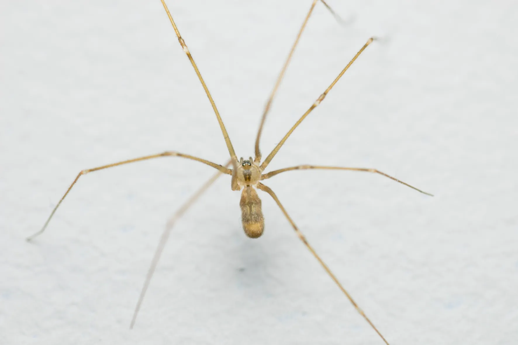 Zitterspinne