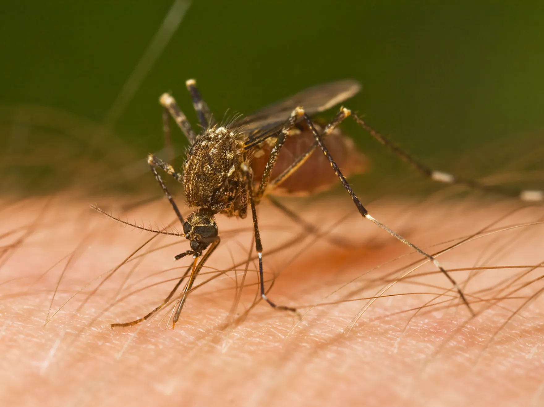 Culicidae ਮੱਛਰ