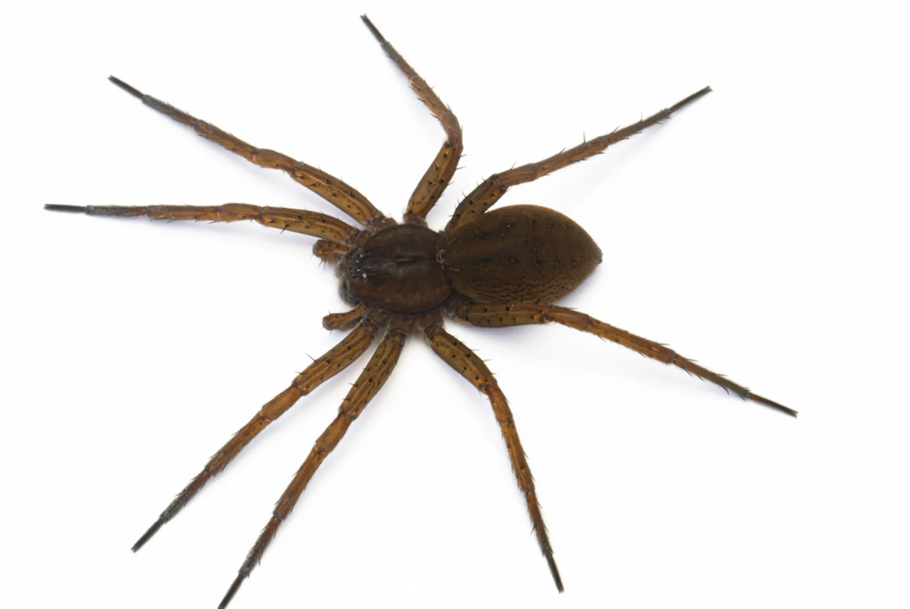 Jagdspinne