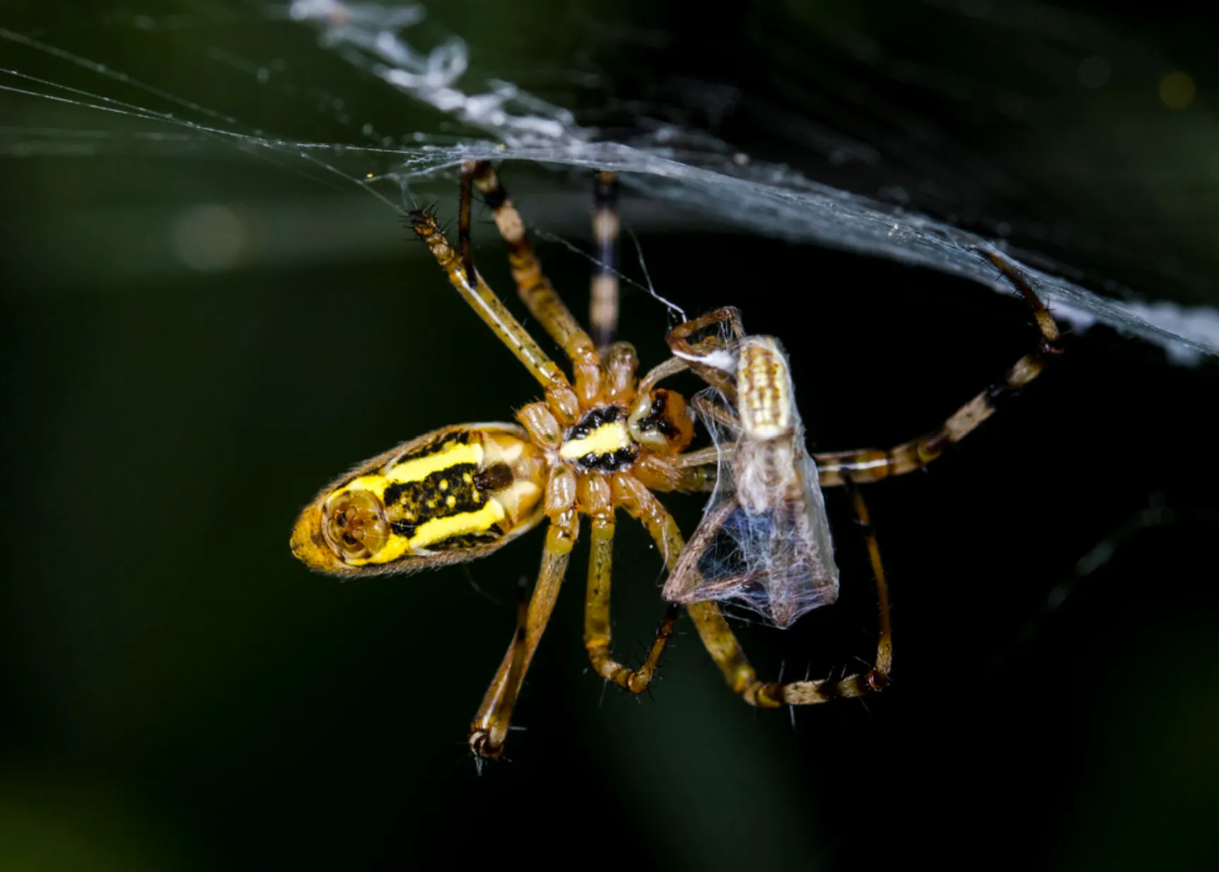 Gartenspinne