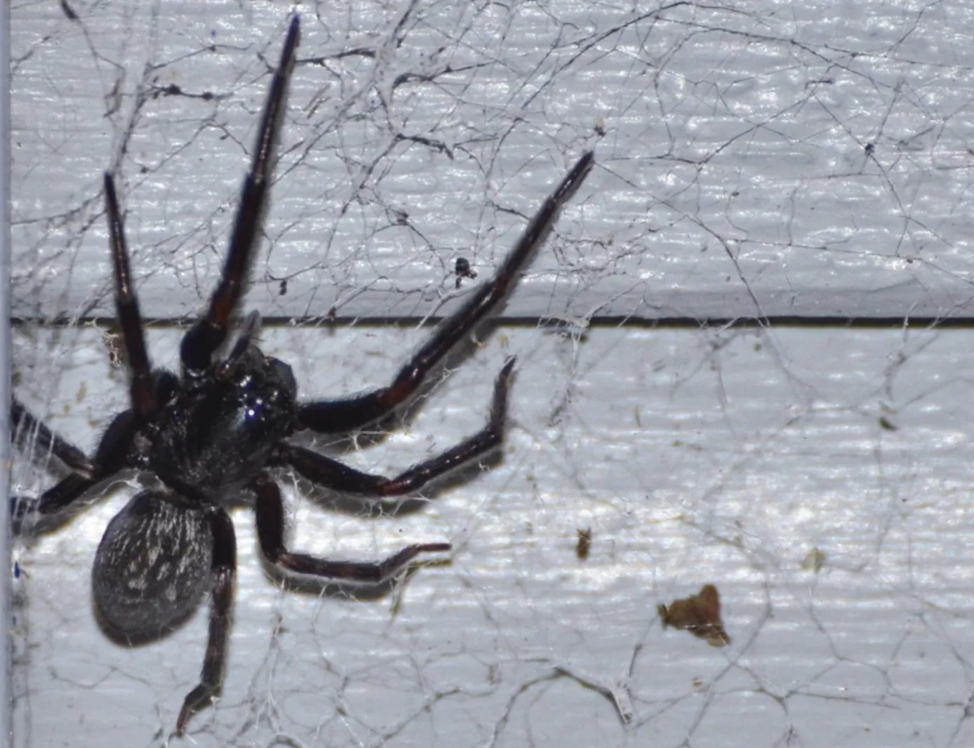 Hausspinne