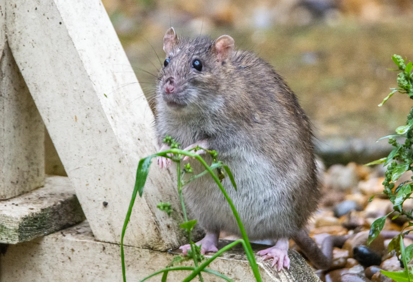 Ratten