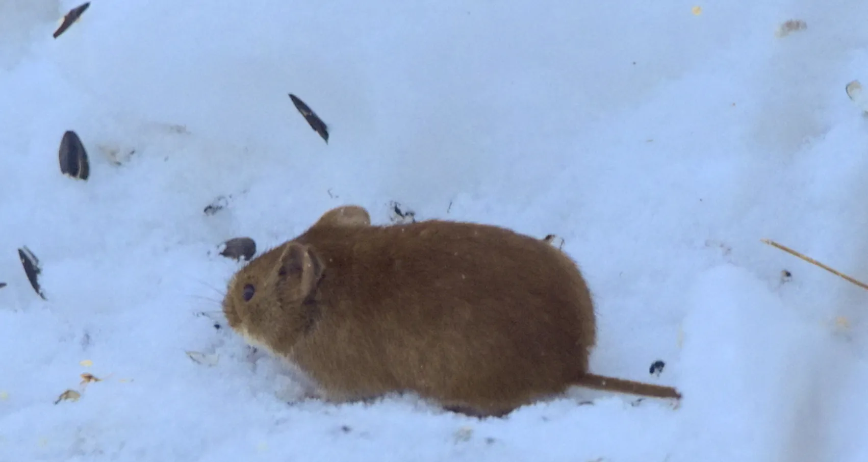 Wühlmäuse