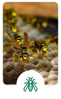 Wasp control services