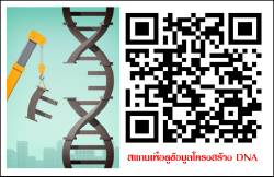 ภาพประกอบไอเดีย การสร้างแบบจำลอง DNA