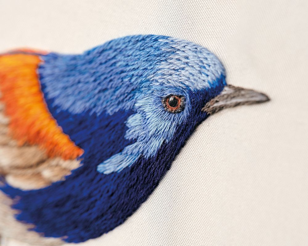 News - Blue-breasted Fairy Wren by Renette Kumm News - Blue-breasted Fairy Wren by Renette Kumm