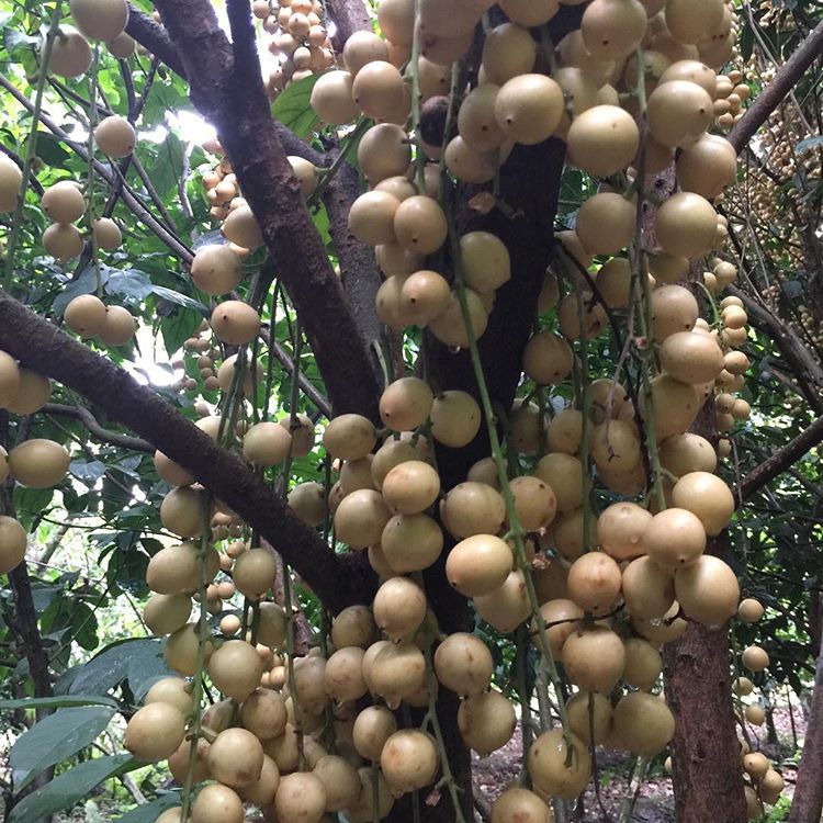 what to eat in Mekong delta 