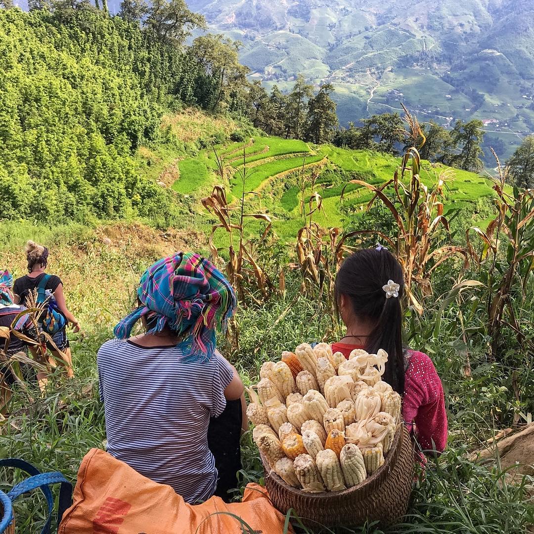 Terraced fields in Sapa