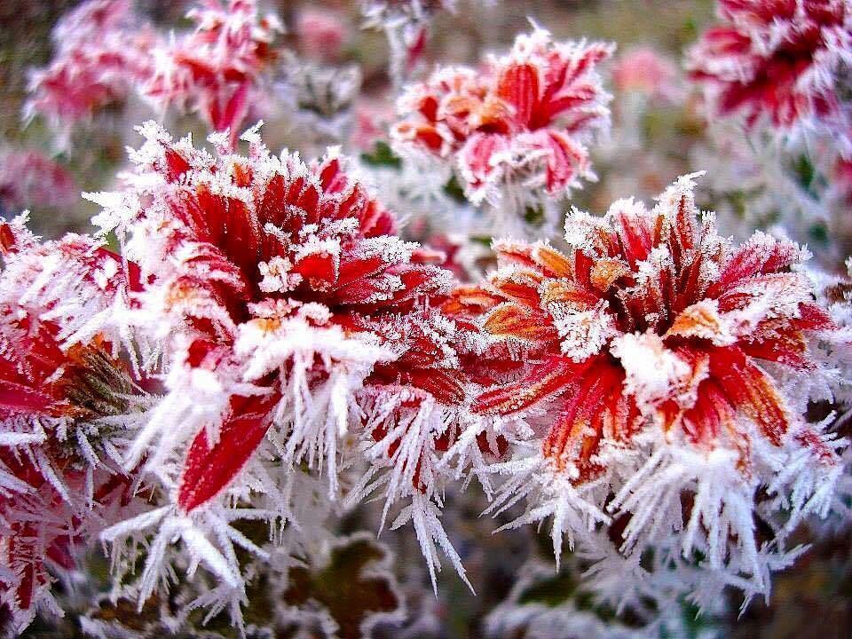 Snow in Sapa