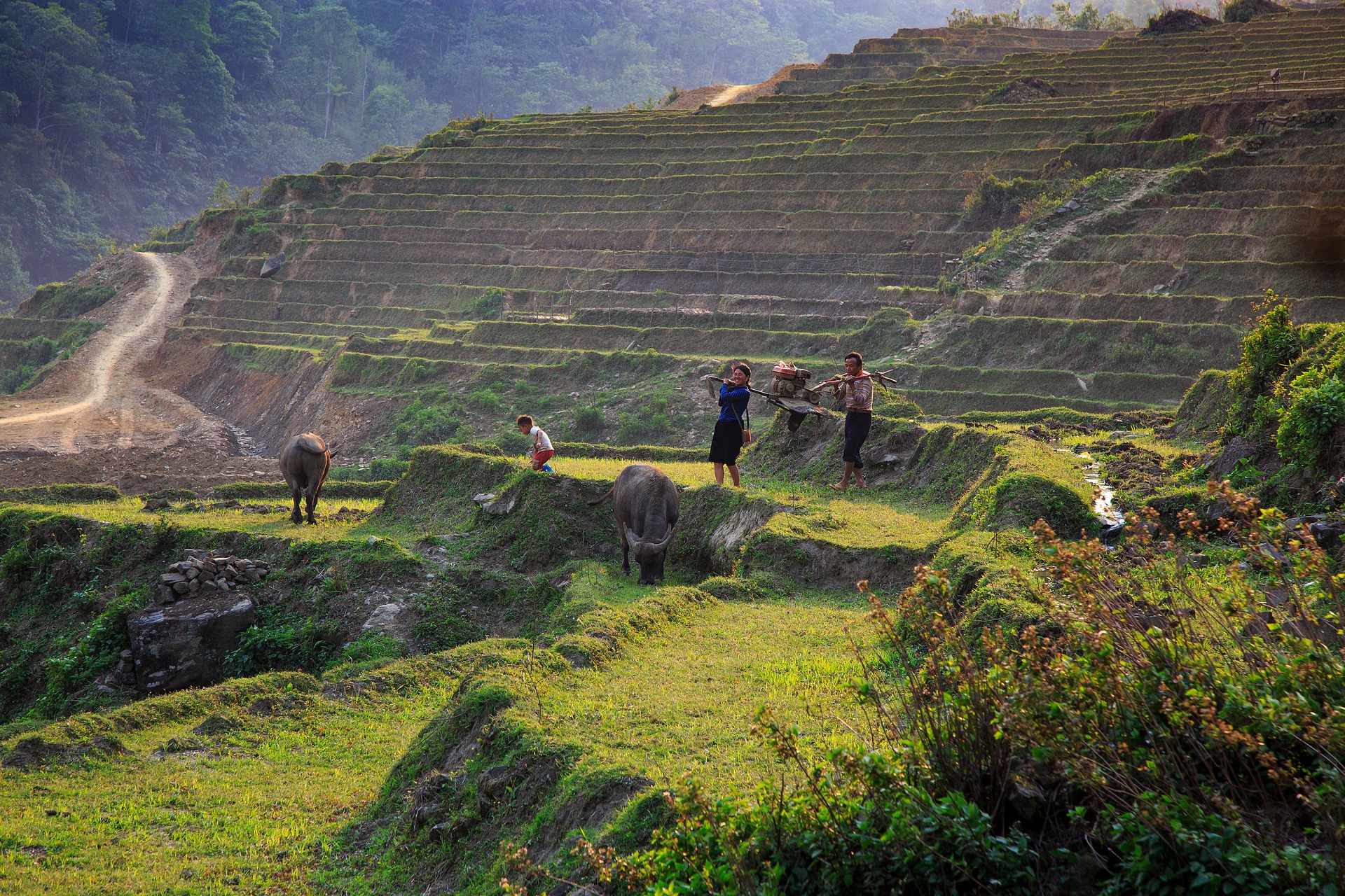 Terraced fields in Sapa