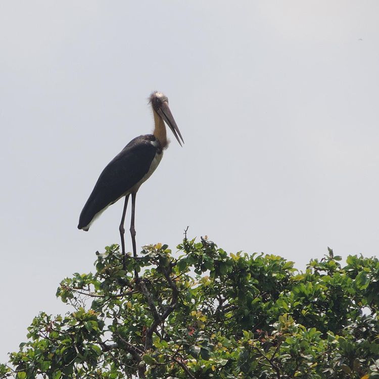 Tonle Sap