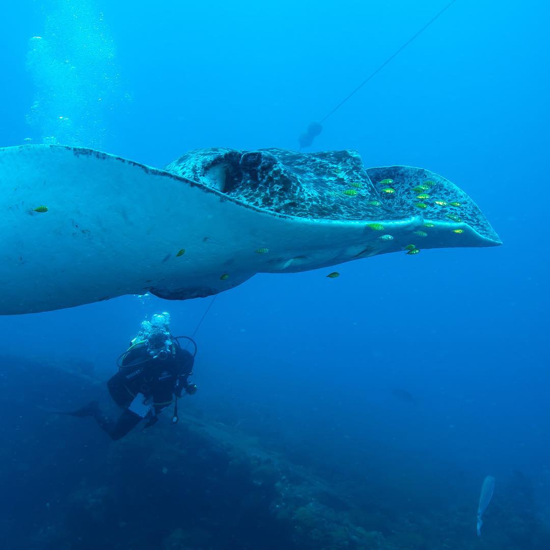 cairns snorkeling