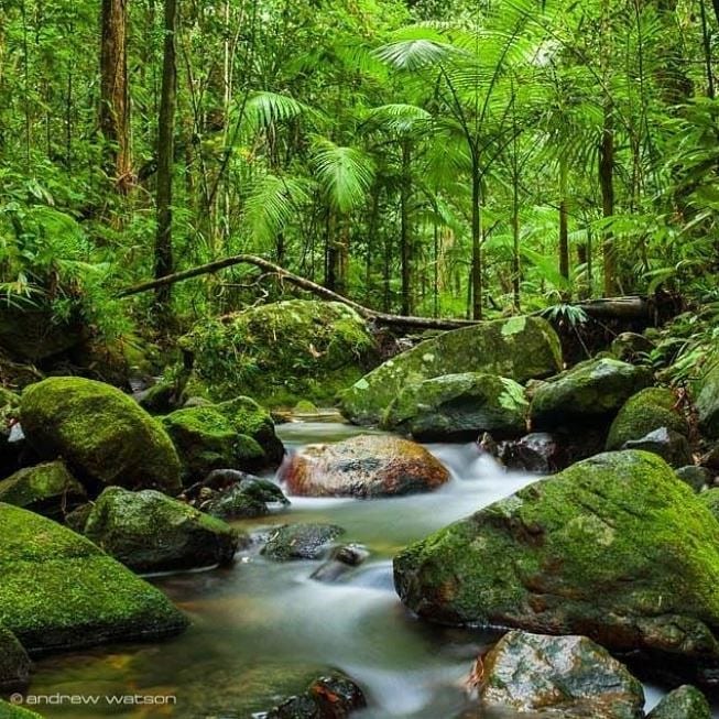 daintree rainforest 