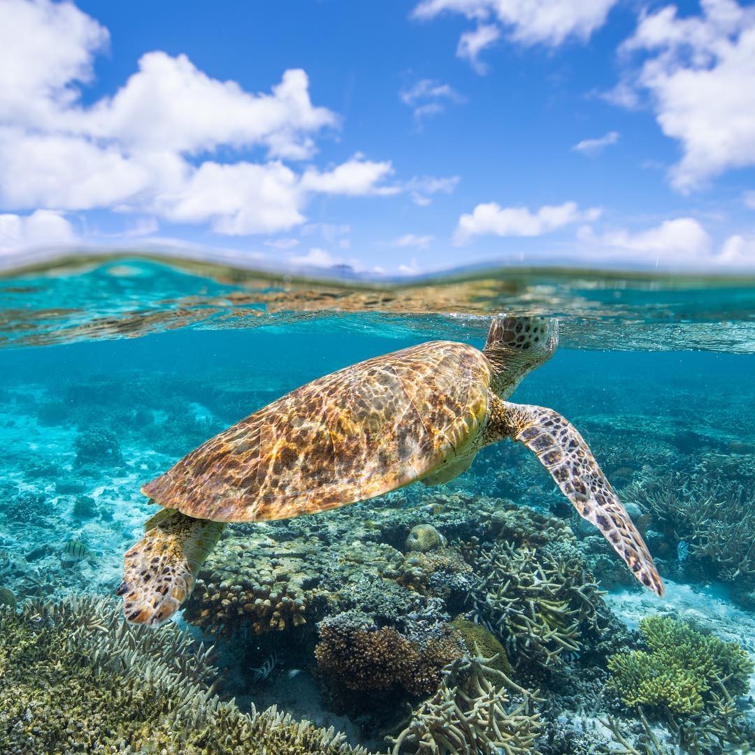 snorkeling in cairns 