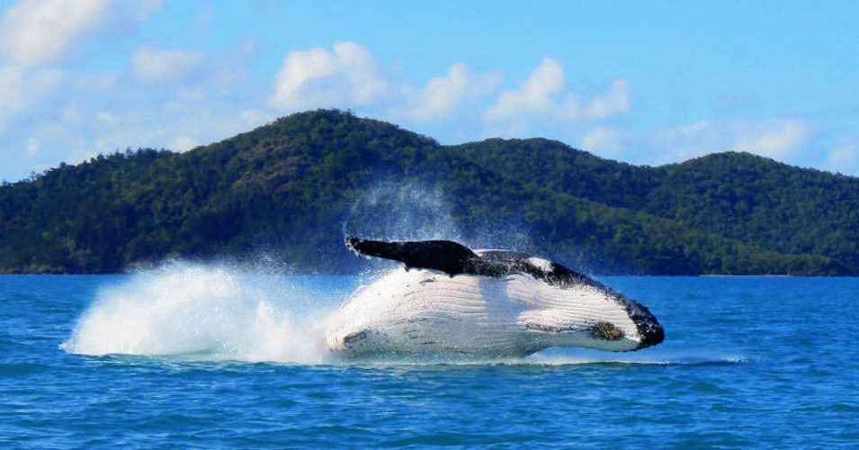 snorkeling in cairns 