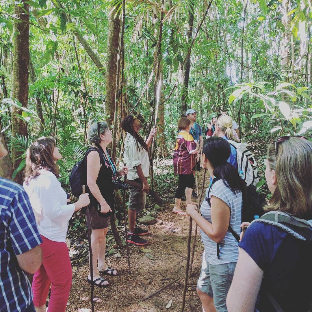 daintree cairns 