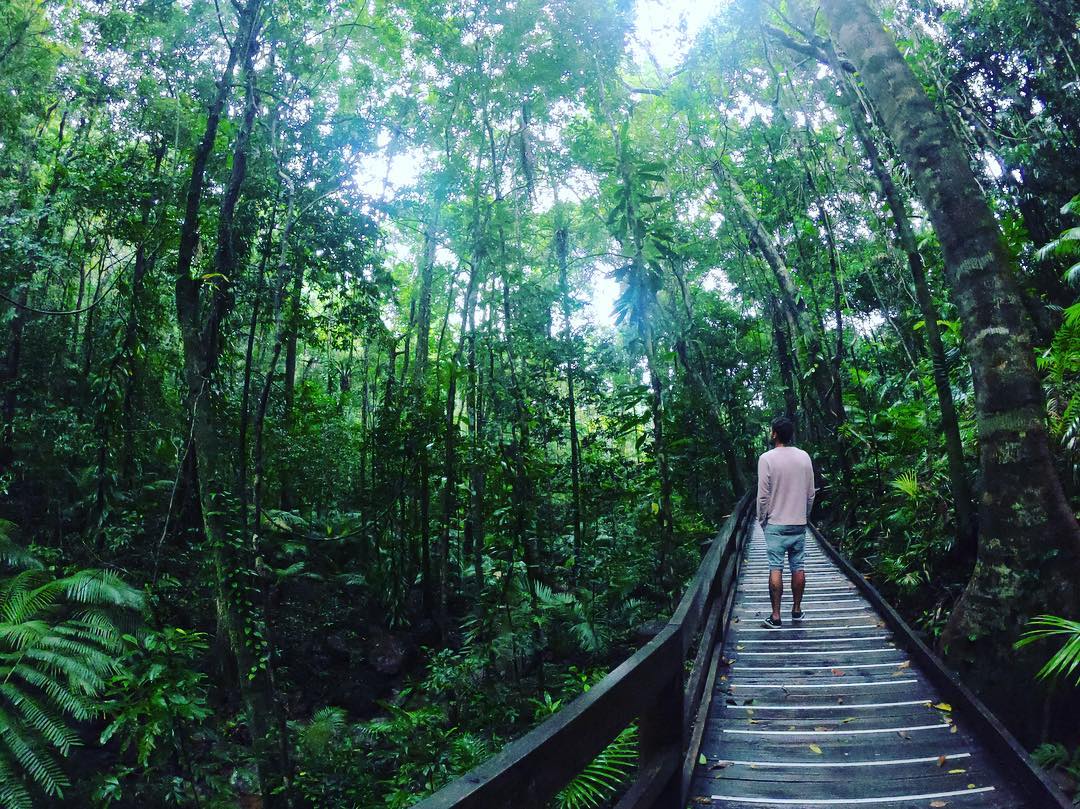 daintree rainforest 